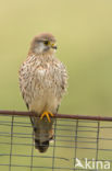 Common Kestrel (Falco tinnunculus)