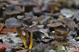 Trumpet Chanterelle (Cantharellus tubaeformis)