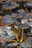 Trumpet Chanterelle (Cantharellus tubaeformis)