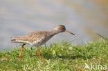 Common Redshank (Tringa totanus)