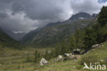 mountain