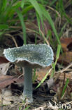 Blue Toadstool (Psilocybe caerulea)