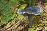 Blue Toadstool (Psilocybe caerulea)