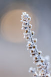 Valse salie (Teucrium scorodonia)