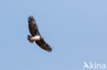 Martial eagle (Polemaetus bellicosus)
