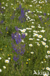 Meadow Clary (Salvia pratensis)