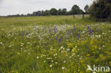 Meadow Clary (Salvia pratensis)