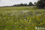 Veldsalie (Salvia pratensis)