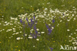 Meadow Clary (Salvia pratensis)