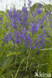 Veldsalie (Salvia pratensis)