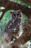 Verreaux s Eagle-Owl