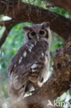 Verraux  oehoe (Bubo lacteus)