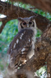 Verraux  oehoe (Bubo lacteus)