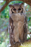 Verraux  oehoe (Bubo lacteus)