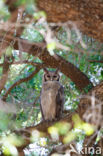 Verraux  oehoe (Bubo lacteus)