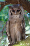 Verraux  oehoe (Bubo lacteus)