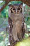 Verraux  oehoe (Bubo lacteus)