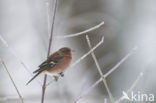 Chaffinch (Fringilla coelebs)