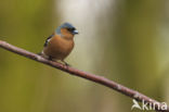 Vink (Fringilla coelebs)