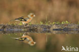 Chaffinch (Fringilla coelebs)