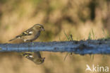 Vink (Fringilla coelebs)