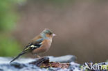 Chaffinch (Fringilla coelebs)