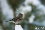 Vink (Fringilla coelebs)