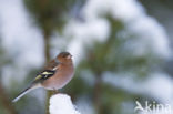 Vink (Fringilla coelebs)