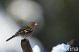 Vink (Fringilla coelebs)