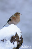 Vink (Fringilla coelebs)