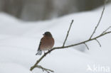 Chaffinch (Fringilla coelebs)