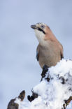 Vlaamse Gaai (Garrulus glandarius)