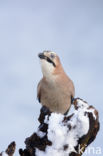 Eurasian Jay (Garrulus glandarius)