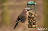 Vlaamse Gaai (Garrulus glandarius)