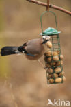 Vlaamse Gaai (Garrulus glandarius)