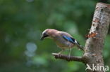 Vlaamse Gaai (Garrulus glandarius)