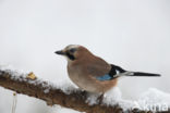 Eurasian Jay (Garrulus glandarius)