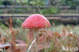 Fly agaric (Amanita muscaria)