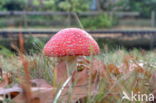 Fly agaric (Amanita muscaria)