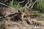 Fox (Vulpes vulpes)