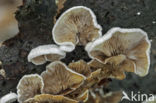 Common Porecrust (Schizophyllum commune)