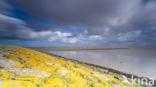 Waddensea