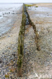 Wadden Sea