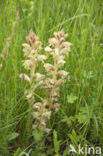 Walstrobremraap (Orobanche caryophyllacea)