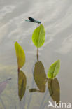 Weidebeekjuffer (Calopteryx splendens)