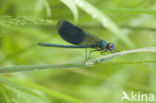 Weidebeekjuffer (Calopteryx splendens)