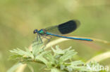 Weidebeekjuffer (Calopteryx splendens)