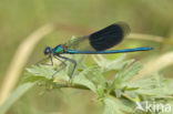 Weidebeekjuffer (Calopteryx splendens)