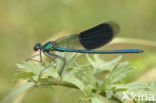 Weidebeekjuffer (Calopteryx splendens)