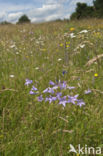 Spreading Bellflower (Campanula patula)